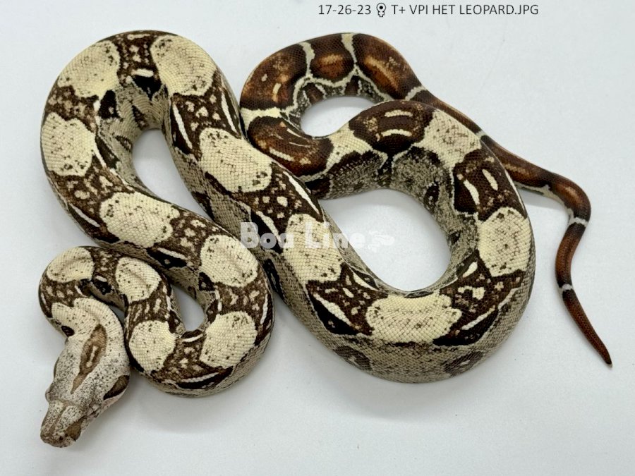 T+ VPI HET LEOPARD
